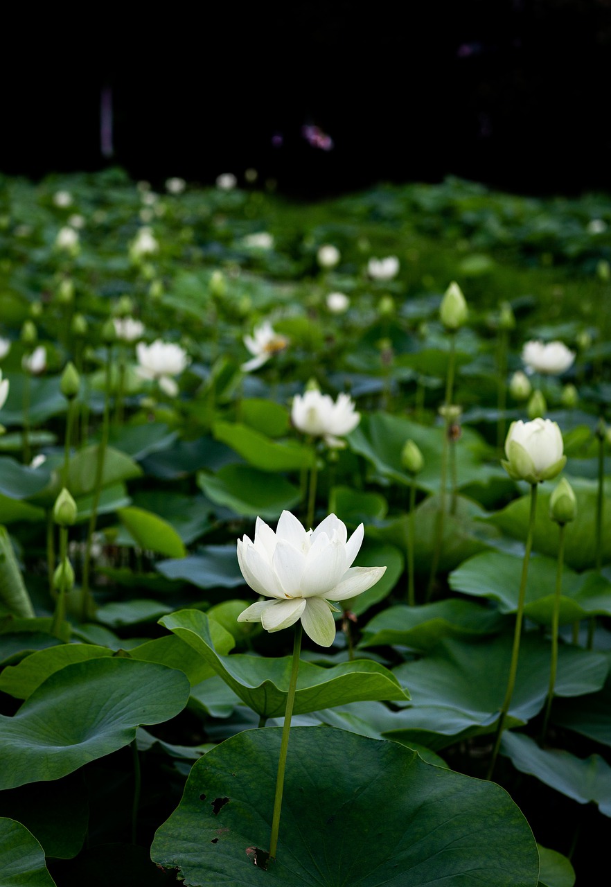 green, flower, lotus plants