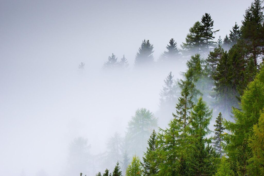 forest, fog, trees