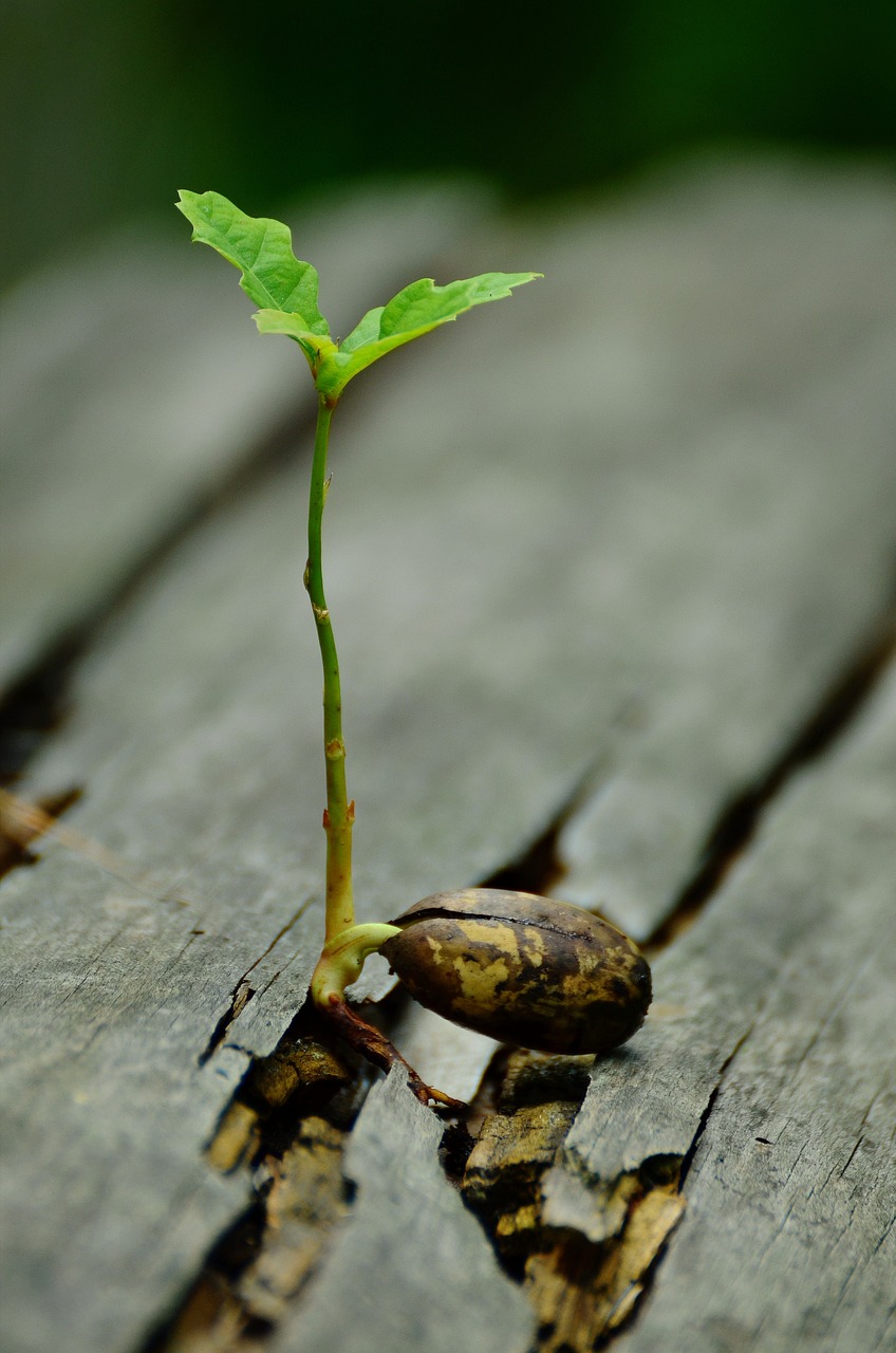 germ, seedling, oak