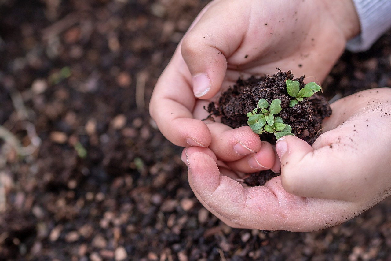 seedlings, seed, children's hands